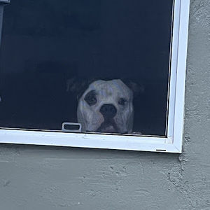 Meet your Posher, Iris